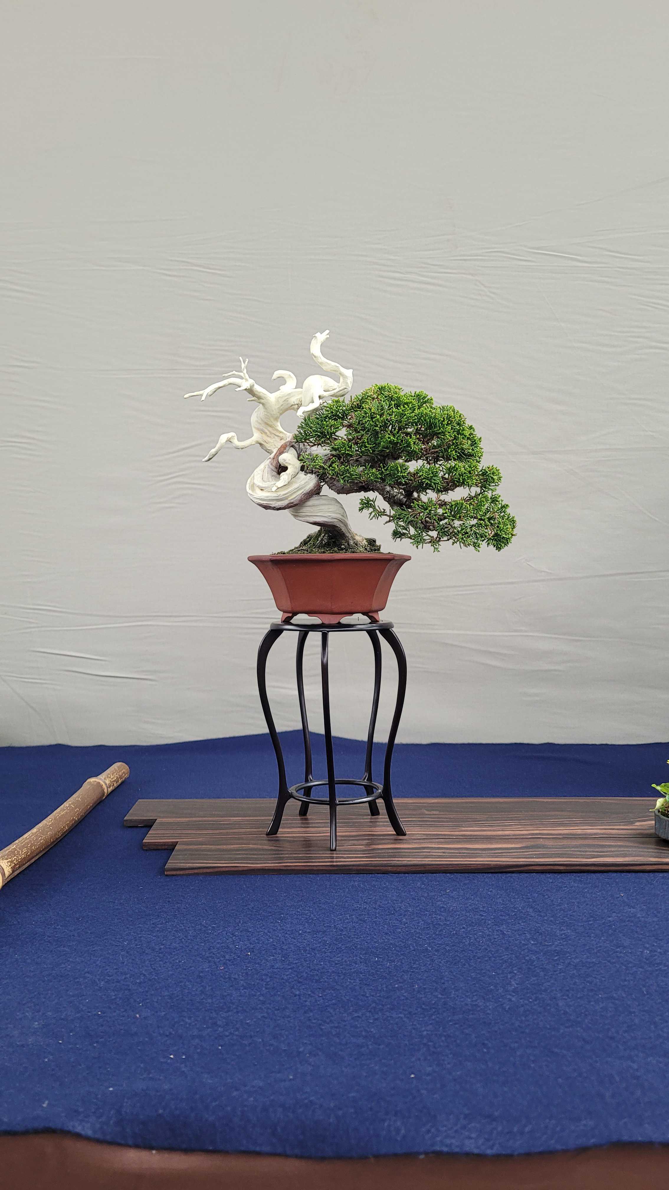 A juniper bonsai tree from osaka show in Japan